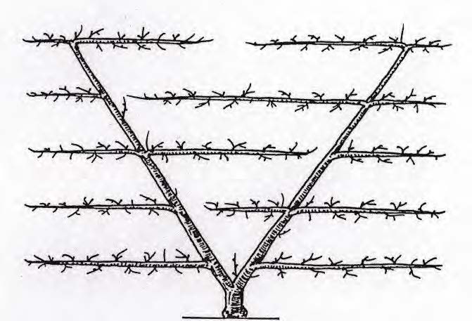 Palmette en V modifiée Beccaletto (2000) inspirée des formes en éventail (existant depuis le 17e siècle)
