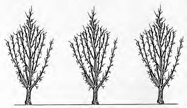 Fuseau (vers 1810)