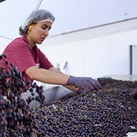 Les connaissances et savoir-faire des liqueurs en France